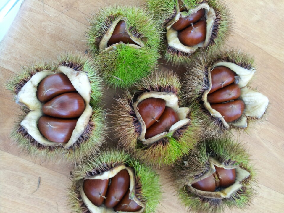 옥광밤 대 2kg